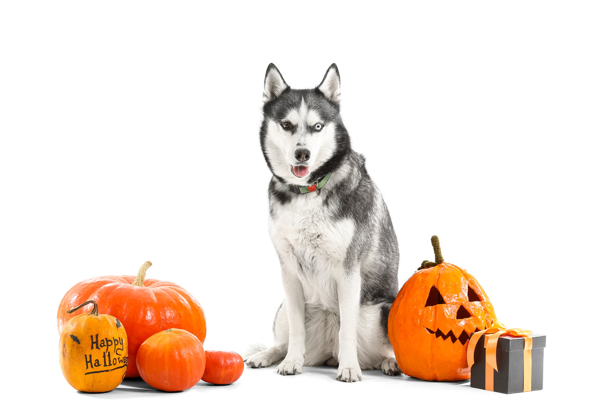 Halloween Gift Box