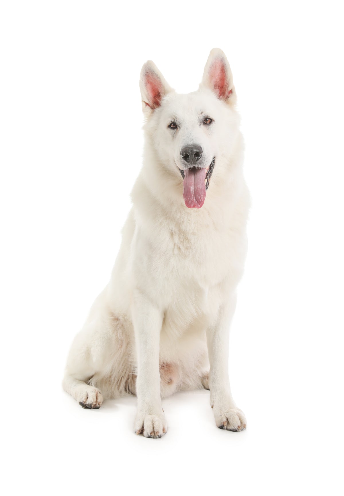 Dog Celebration Gift Box