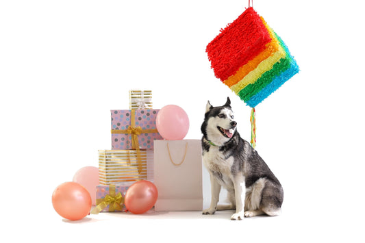 Dog Celebration Gift Box
