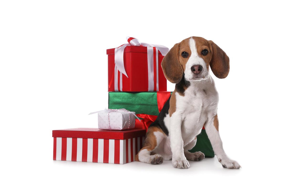Festive Gift Box