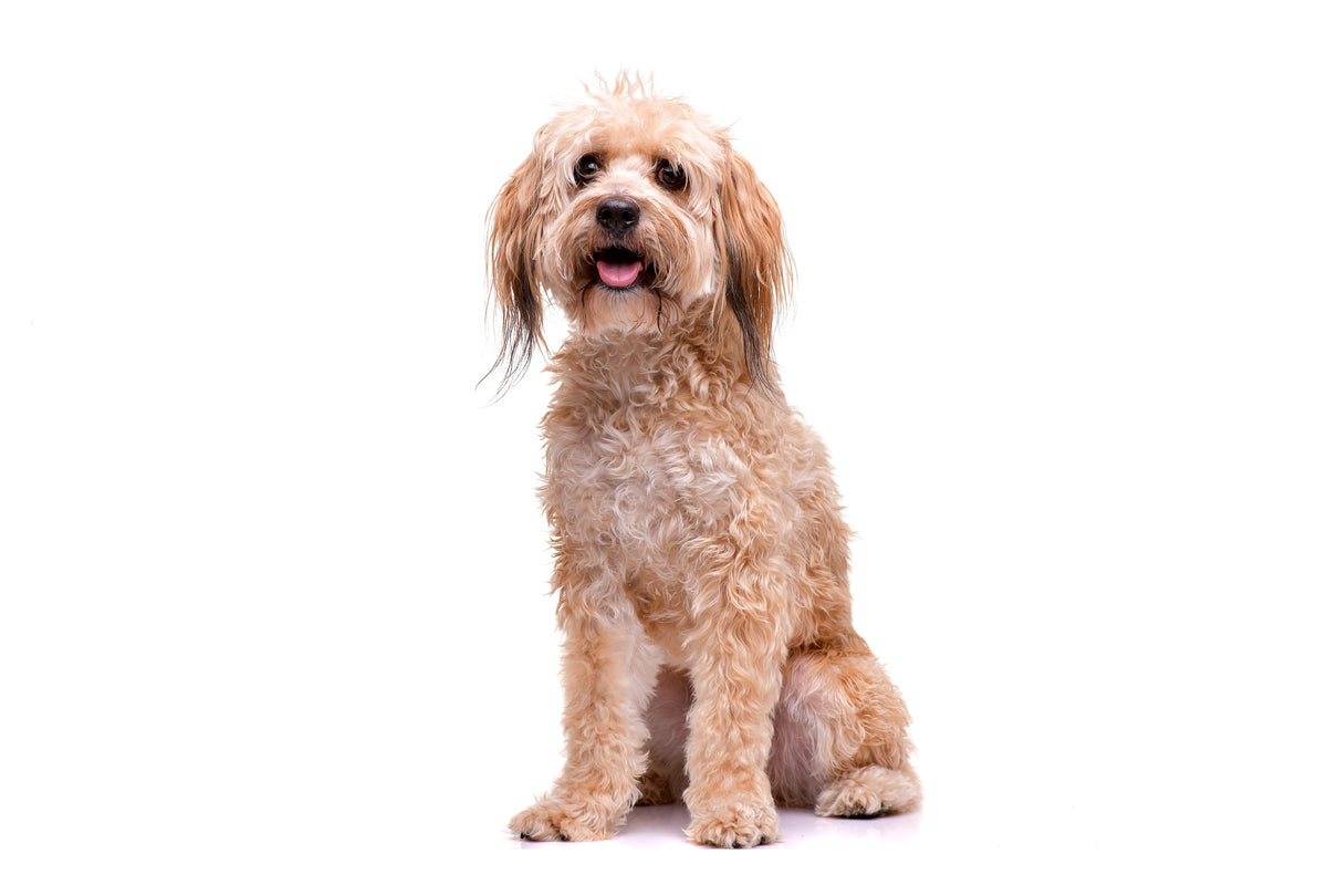 Dog Celebration Gift Box