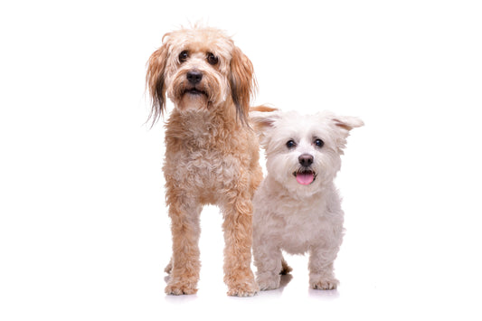 Dog Celebration Gift Box Annual Subscription